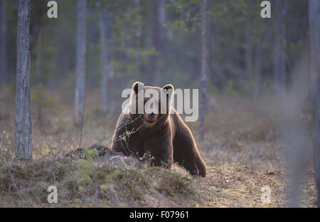 Ours brun européen prises de face à la caméra en se tenant derrière petite hausse sur terrain en forêt sur frosty tuer Banque D'Images