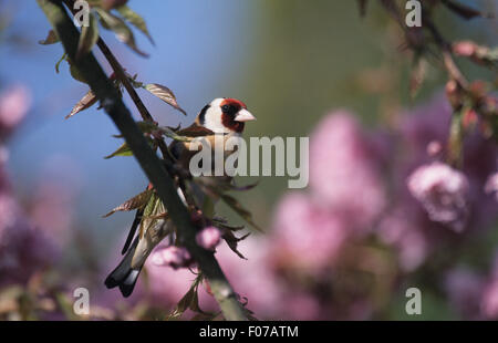 Chardonneret prises dans le profil à droite direction perché sur entouré par srping blossom Banque D'Images