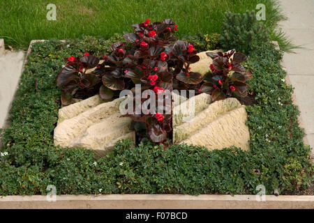 Grabbepflanzung Fingerstrauch, Potentilla,, Banque D'Images