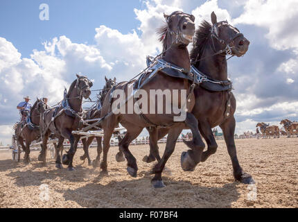 Projet de l'exposition avec les chevaux Clydesdale et Belge en Open Classic 6 l'attelage de chevaux de lierre, l'Ontario, Canada Banque D'Images