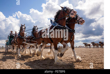 Projet de l'exposition avec les chevaux Clydesdale et Belge en Open Classic 6 l'attelage de chevaux de lierre, l'Ontario, Canada Banque D'Images