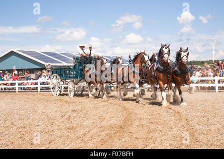 Projet de l'exposition avec les chevaux Clydesdale et Belge en Open Classic 6 l'attelage de chevaux de lierre, l'Ontario, Canada Banque D'Images