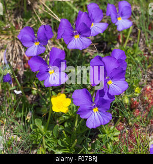 Fleurs alpines. Viola calcarata L. Viola di montagna. Zermatt. Alpes suisses. Europe. Banque D'Images