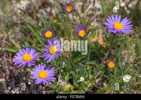 Aster alpinus L. Astro alpino. Alpes. Banque D'Images