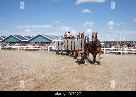 Projet de l'exposition avec les chevaux Clydesdale et Belge en Open Classic 6 l'attelage de chevaux de lierre, l'Ontario, Canada Banque D'Images