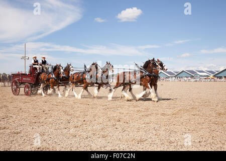 Projet de l'exposition avec les chevaux Clydesdale et Belge en Open Classic 6 l'attelage de chevaux de lierre, l'Ontario, Canada Banque D'Images