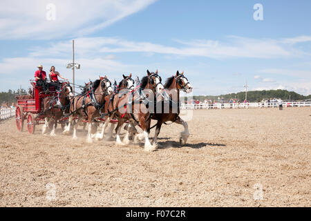 Projet de l'exposition avec les chevaux Clydesdale et Belge en Open Classic 6 l'attelage de chevaux de lierre, l'Ontario, Canada Banque D'Images