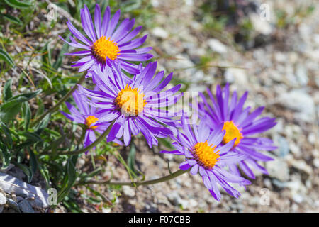 Aster alpinus L. Astro alpino. Alpes. Banque D'Images