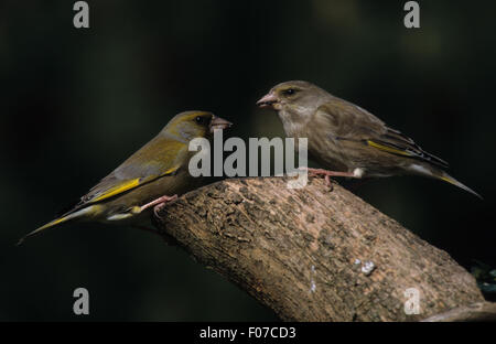 Deux prises de profil Greenfinch perché face à face sur le côté d'un ancien journal Banque D'Images