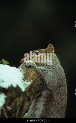 L'Écureuil gris de prises de profil close up escalade sur le haut de la neige a couvert log Banque D'Images