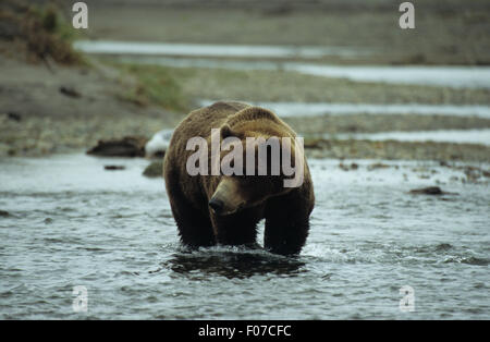 Alaska Grizzly prises à partir de l'avant à gauche debout dans l'eau peu profonde à la salmon Banque D'Images