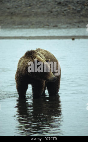 Alaska Grizzly prises à partir de l'avant à la juste position dans la rivière peu profonde à la salmon Banque D'Images