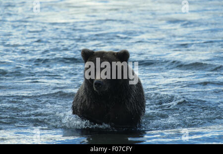 Alaska Grizzly prises de face à la caméra en passant par les poissons en eau profonde après Banque D'Images