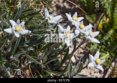 Leontopodium alpinum Cass. Stella Alpina Edelweiss. Alpes, Suisse. Banque D'Images