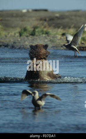 Comité permanent de l'Alaska Grizzly Bear River en secouant fourrure après la plongée pour les poissons Banque D'Images