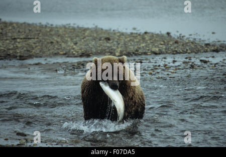 Alaska Grizzly prises à partir de l'avant avec du saumon d'argent dans la bouche debout dans l'eau peu profonde par plage de galets Banque D'Images