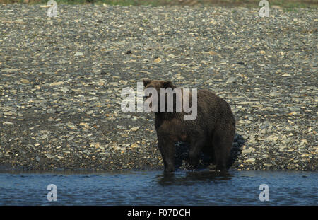 Alaska Grizzly prises à partir de l'avant dans l'eau sur la plage de petite rivière la pêche du saumon Banque D'Images