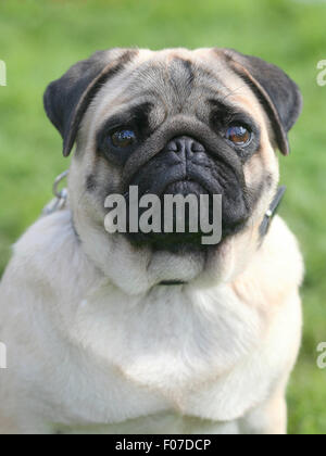 Le portrait de chien Pug dans le jardin Banque D'Images