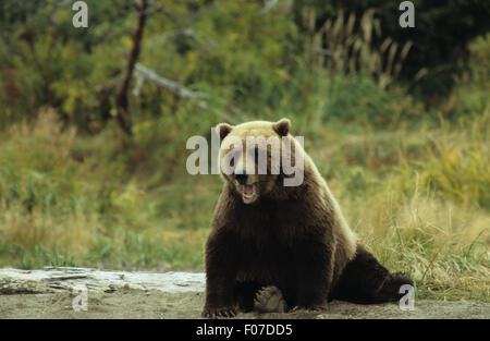 Alaska Grizzly prises de face à la caméra en bouche ouverte le bâillement assis sur une plage de sable Banque D'Images