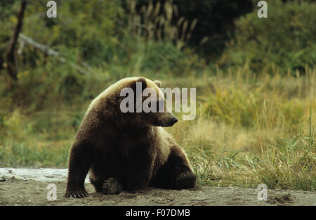 Alaska Grizzly prises à partir de l'avant à droite assis en appui sur une plage de sable Banque D'Images