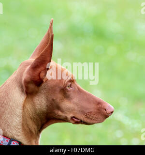 Le portrait de Pharaon Hound chiot dans le jardin dans le jardin Banque D'Images