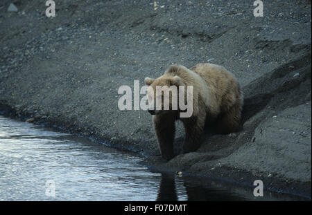 Alaska Grizzly prises de face debout dans le gravier à côte de la rivière à poissons Banque D'Images