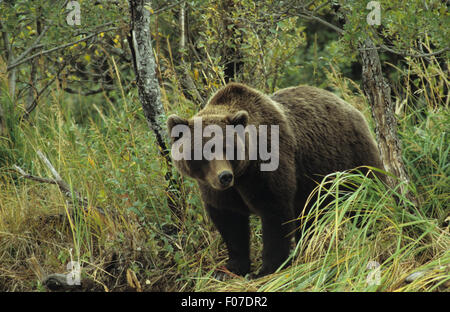 Alaska Grizzly prises à partir de l'avant à la juste position dans l'herbe haute sur les bords de la rivière Banque D'Images