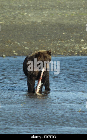 Alaska Grizzly prises de commandes avant la consommation de saumon de la rivière en la tenant avec pattes avant Banque D'Images