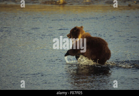 Alaska Grizzly Bear cub petites prises dans le profil d'exécution à gauche jusqu'à la rivière éclabousse dans l'eau Banque D'Images