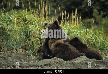 L'ours grizzly femelle Alaska mère assis sur lit de jour dans le sable avec deux petits oursons en soins infirmiers d'alimentation de sa poitrine Banque D'Images