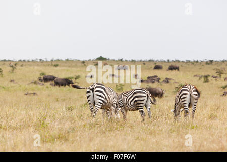 Des zèbres et des buffles dans le Parc National de Nairobi au Kenya. Banque D'Images