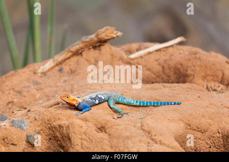 Un rocher à tête rouge à Agama Parc national de Tsavo East au Kenya Banque D'Images