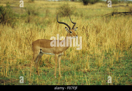 Impala mâle avec bois longtemps pris dans le profil à la juste position dans l'herbe haute Banque D'Images