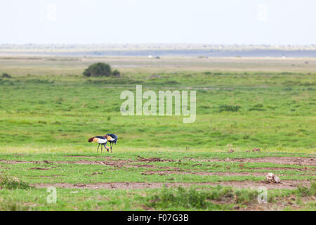 Deux grues couronnées grises dans le Parc national Amboseli, Kenya Banque D'Images