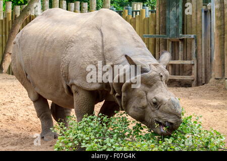 Rhinocéros à une corne, avoir un flux Banque D'Images