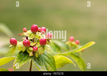 L'Hypericum. Le millepertuis des baies en été. Banque D'Images