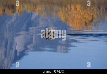 Profil de l'orignal mâle en natation à gauche sur la rivière Snake, avec la couleur de l'automne reflète dans river Banque D'Images