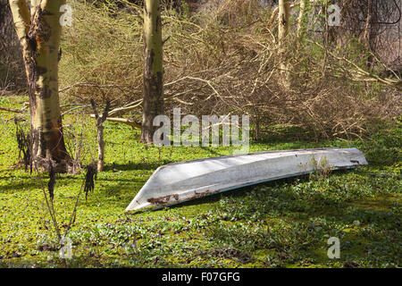 Une embarcation échouée dans la verdure au bord du lac Naivasha, Kenya Banque D'Images