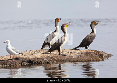 Trois Cormorans Reed regardant à droite tandis qu'un goéland argenté est à gauche au lac Nakuru au Kenya. Banque D'Images