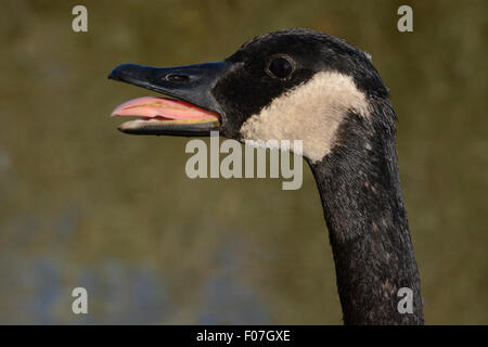 Canada Goose autres oies d'avertissement de ne pas empiéter sur le territoire Banque D'Images