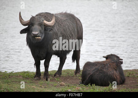 Buffle d'Asie (Bubalus bubalis) au Zoo de Chomutov en Bohême du Nord, Chomutov, République tchèque. Banque D'Images