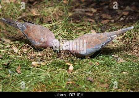 Laughing dove (Spilopelia senegalensis) au Zoo de Chomutov en Bohême du Nord, Chomutov, République tchèque. Banque D'Images