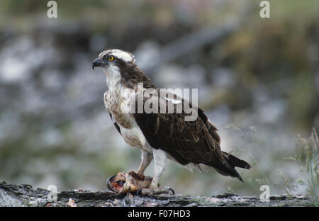 Osprey close up pris dans le profil à gauche, perché sur le tronc d'arbre tombé avec poissons placés dans un talon Banque D'Images