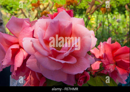 Une grande rose rose vif dans un jardin de campagne anglaise Banque D'Images