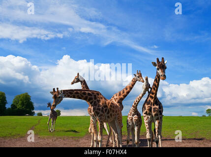Les Girafes dans la Fota Wildlife Park, House, près de Cobh, dans le comté de Cork, Irlande Banque D'Images