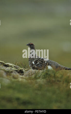 Le lagopède mâle en photo de profil debout derrière rock on hillside Banque D'Images