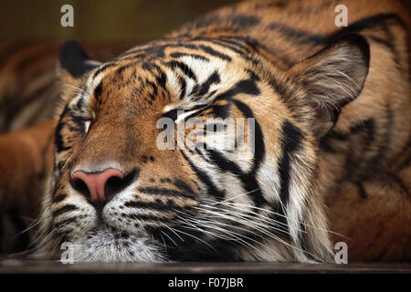 Tigre de Sumatra (Panthera tigris sumatrae) à Jihlava zoo de Jihlava, La Bohême de l'Est, République tchèque. Banque D'Images