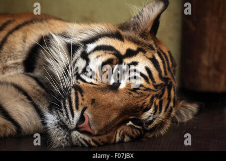 Tigre de Sumatra (Panthera tigris sumatrae) à Jihlava zoo de Jihlava, La Bohême de l'Est, République tchèque. Banque D'Images