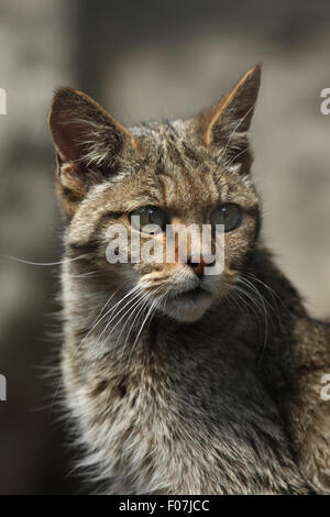 Chat Sauvage Européen (Felis silvestris silvestris) à Jihlava zoo de Jihlava, La Bohême de l'Est, République tchèque. Banque D'Images