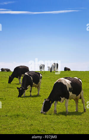 Les bovins de race Frisonne, comté de Waterford, Irlande Banque D'Images